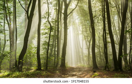 Beautiful Sunny Silhouetted Forest with Sunbeams through Fog - Shutterstock ID 1917048155