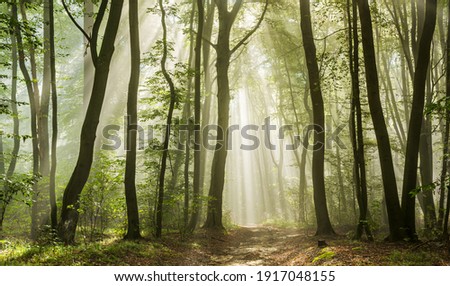 Beautiful Sunny Silhouetted Forest with Sunbeams through Fog