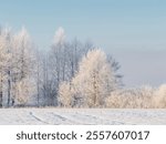 beautiful sunny  winter landscape with hoarfrost