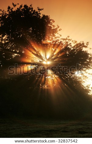 Beautiful sunrays filter  trough a tree