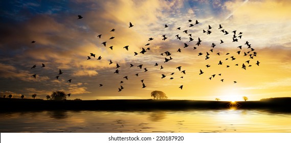 Beautiful Sunrise Across Water With Golden Clouds And A Flock Of Bird