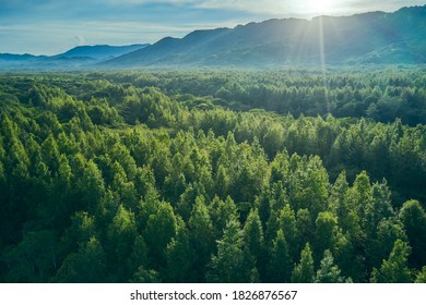 A beautiful sunrise landscape of Danongdafu Forest Park, birds eye view use the drone in morning bright sunlight. Shot in Hualien, Taiwan. - Powered by Shutterstock
