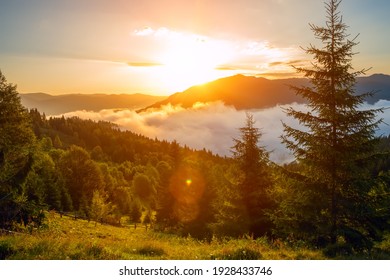  Beautiful sunrise in the mountains. Fir trees in the fog and dark silhouettes of mountains at dawn.