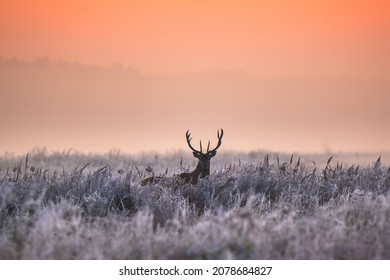 Beautiful sunrise on field with red deer. Winter foggy frosty morning with deer.  Winter sunny landscape with sunlight. - Shutterstock ID 2078684827