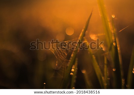 Similar – Foto Bild Kleines, haariges Blümchen im Gegenlicht