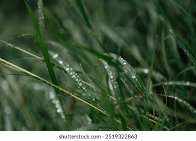 Beautiful Sunrise in Rural Nature, Misty Fog Embraces the Green Rice Fields and Meadows, Scenic Landscape of Agriculture, With Fresh Growth and Trees Under the Morning Sky, Outdoor Exploration - Powered by Shutterstock