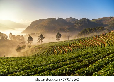 Beautiful sunrise scene at strawberry field terrace at doi angkang , chiang mai , Thailand. - Powered by Shutterstock