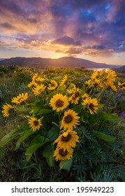 Beautiful Sunrise And Wildflowers In Columbia River Gorge, Oregon