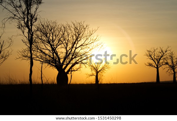 西オーストラリアの東キンバリー地域の有名なボーブやバオーブの木の後ろの美しい夕日 の写真素材 今すぐ編集