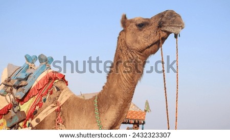 Beautiful sunset with camel ride view at great Rann of Kutch, Salty Landscapes, Gujarat, India with selective focus. Raw photos of Rann of Kutch during winter Fair