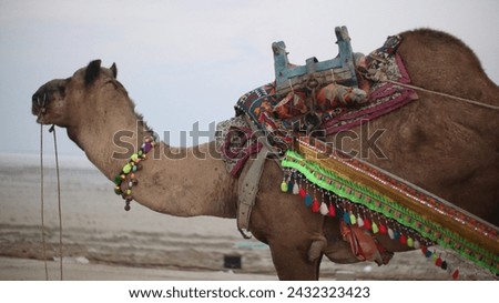 Beautiful sunset with camel ride view at great Rann of Kutch, Salty Landscapes, Gujarat, India with selective focus. Raw photos of Rann of Kutch during winter Fair