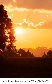 Beautiful Sunset In A Cornfield With Silhouette Of An Araucaria Pine Tree, Sun Shining Through The Clouds In Summer In Paraná, Brazil