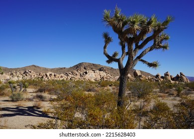 Beautiful Sunset Desert Scene In Joshua Tree National Park