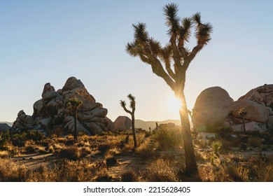 Beautiful Sunset Desert Scene In Joshua Tree National Park