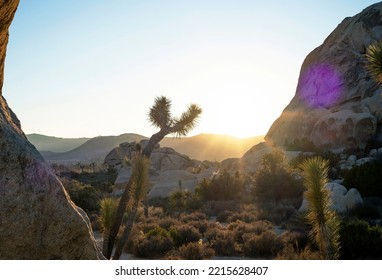 Beautiful Sunset Desert Scene In Joshua Tree National Park