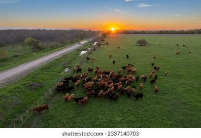 beautiful sunset in a field in Argentina, the cows graze freely. - Powered by Shutterstock