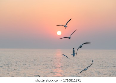 Beautiful sunset with flock of seagulls flying over the sea. Seagulls in the clouds of blue sky. Seagull flying in the blue sky. A seagull is flying in the sky. Seagull flying sky.