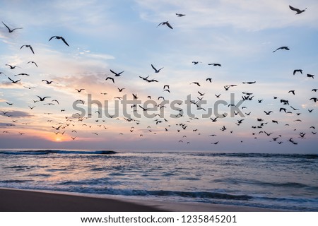 Beautiful sunset with flock of seagulls flying over the sea, California