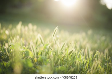 342,499 Depth Of Field Nature Images, Stock Photos & Vectors 