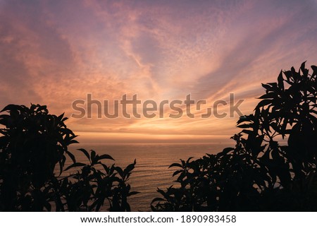 Beautiful sunset in Lima Peru, backlighting of the coast, magenta sky, golden hour, leaves blacklighting