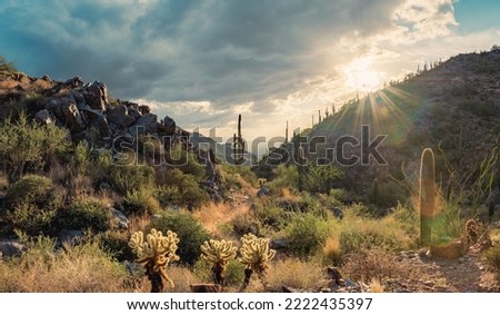 Beautiful sunset in the Majestic McDowell Mountain Preserve overlooking Scottsdale, AZ