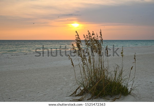 Beautiful Sunset On Gulf Coast Florida Stock Photo (Edit Now) 1525472363