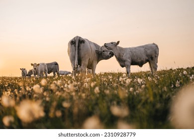 Beautiful sunset on a pasture or a meadow, where cows and calves graze on a green grass. Cow grazing on a pasture during a sunset. Countryside pasture with green grass and flowers, cattle grazing.