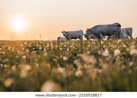 Beautiful sunset on a pasture or a meadow, where cows and calves graze on a green grass. Cow grazing on a pasture during a sunset. Countryside pasture with green grass and flowers, cattle grazing.