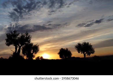 Beautiful Sunset Over The City Of Madrid, In Spain. Beautiful Orange Colors At Sunset. Olive Trees And Holm Oaks Against The Light