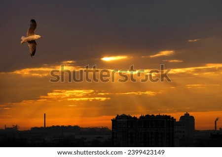 Beautiful sunset over the city. Silhouettes of houses and buildings under the rays of the sun.