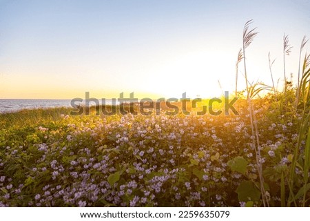 Beautiful sunset over flowery field by ocean