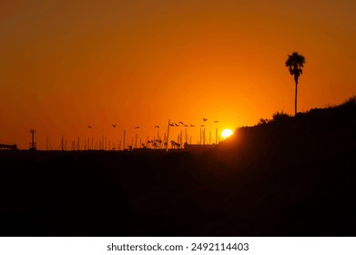 Beautiful sunset over a marina with silhouetted sailboat masts, birds flying, and a lone palm tree against an orange sky. Landscape. - Powered by Shutterstock