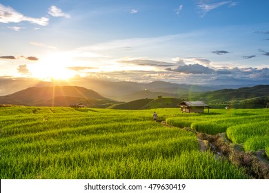 2,177 Beautiful sunset over a paddy field Images, Stock Photos ...