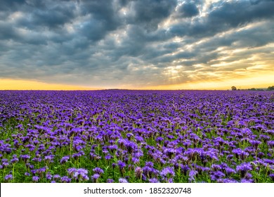 110,826 Purple flowers sunset Images, Stock Photos & Vectors | Shutterstock