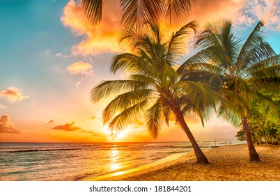 Beautiful sunset over the sea with a view at palms on the white beach on a Caribbean island of Barbados - Shutterstock ID 181844201
