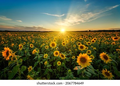 Beautiful sunset over sunflower field - Powered by Shutterstock