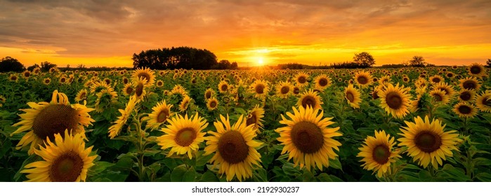 Beautiful sunset over sunflowers field - Powered by Shutterstock