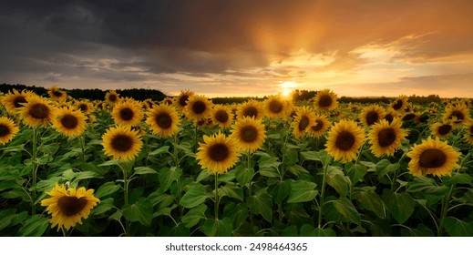 Beautiful sunset over sunflowers field - Powered by Shutterstock