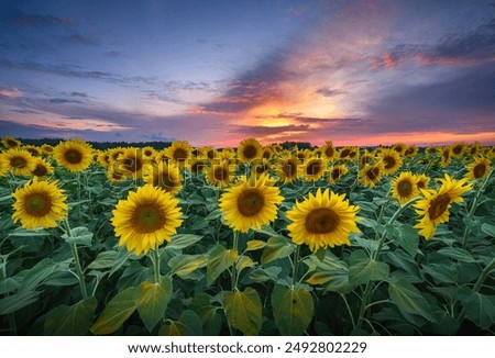 Similar – Foto Bild Sonnenblume im Sonnenblumenfeld bei Abendlicht