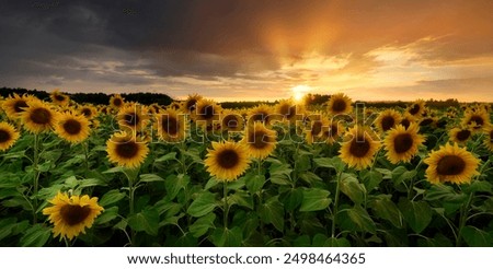 Similar – Foto Bild Sonnenblume im Sonnenblumenfeld bei Abendlicht