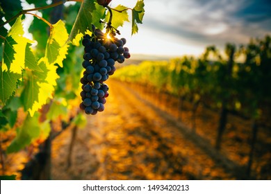 Beautiful sunset over Tuscan vineyards.  - Shutterstock ID 1493420213