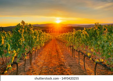 Beautiful sunset over Tuscan vineyards. 