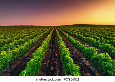 Beautiful Sunset over vineyard field in valley, Europe