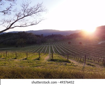 Beautiful Sunset Over The Vineyard In Napa Valley, In Northern California