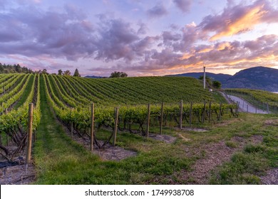 A Beautiful Sunset Over The Vineyards Of The Okanagan Wine Valleys And Okanagan Lake