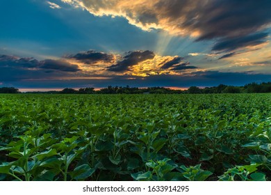 Beautiful sunset over a young sunflower field - Shutterstock ID 1633914295