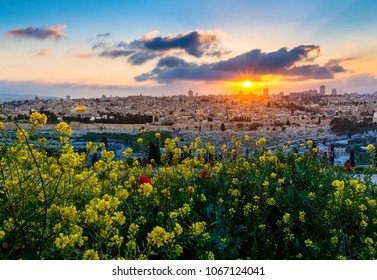 Beautiful sunset with a panorama of the Old City Jerusalem, from Mount Zion and the Temple Mount, to the muslim quarter and the high-rise buildings of the new city; with mustard flowers in foreground