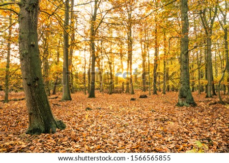 Beautiful sunset scenery of Sherwood forest. Autumn landscape in England 