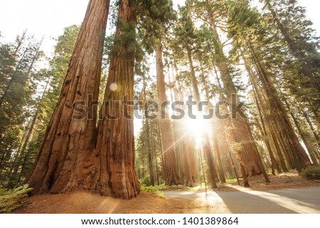 Beautiful sunset in Sequoia national park in California, USA