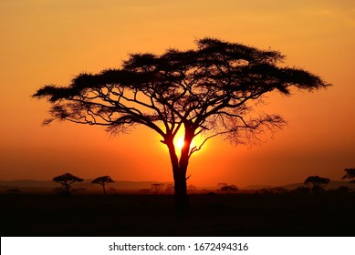 beautiful sunset at serengeti national park, tanzania